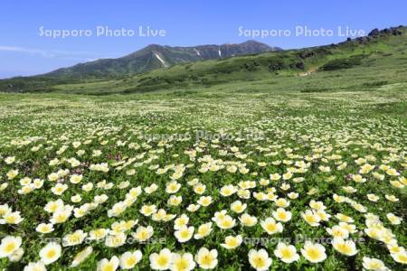 チングルマと大雪山