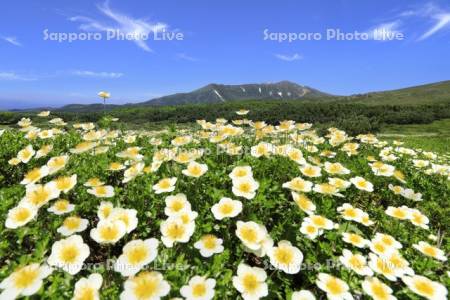 チングルマと大雪山