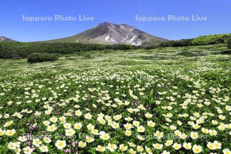 チングルマと大雪山
