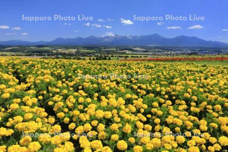フラワーランドの花畑