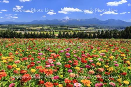 フラワーランドの花畑