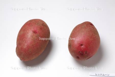 ジャガイモ　レッドムーン