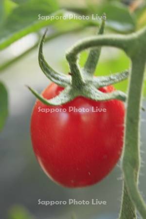 ミニトマト