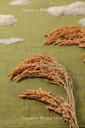 コメ（ななつぼし）と稲穂