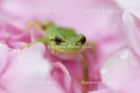 ニホンアマガエル