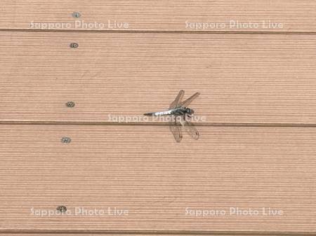 木道の上のシオカラトンボ