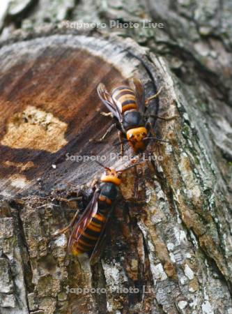 オオスズメバチ