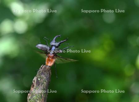 ミヤマクワガタ　♂
