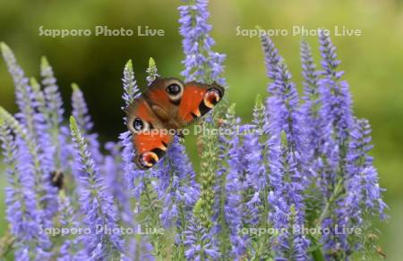 クジャクチョウ