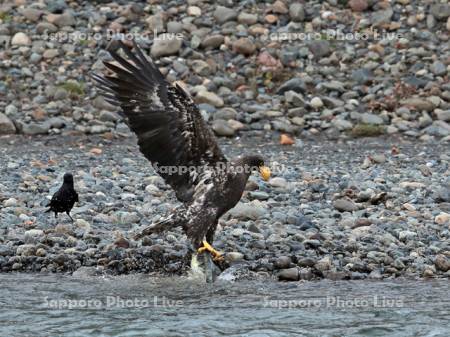 秋サケを捕獲するオオワシ