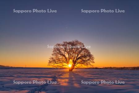 はるにれの木の日の出