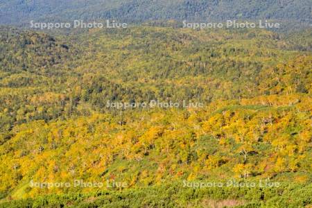 旭岳の黄葉