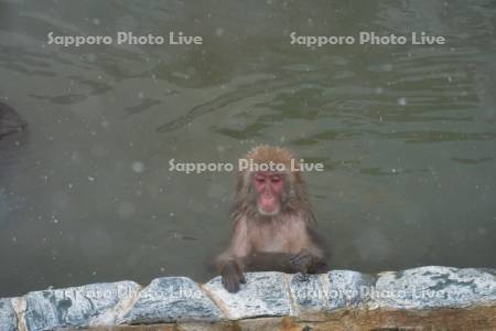 熱帯植物園のニホンザル