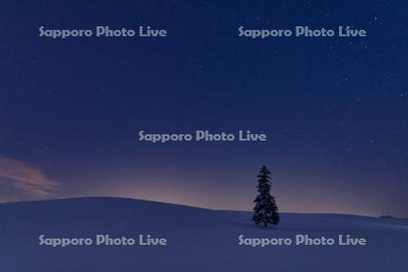 星空とクリスマスツリーの木