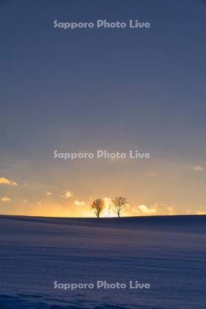 親子の木と夕日