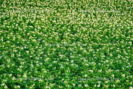 ジャガイモの花