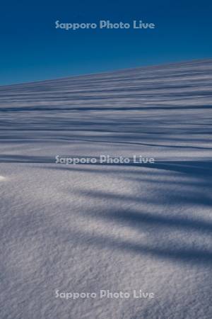 雪原の樹影