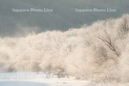 雪裡川とタンチョウ