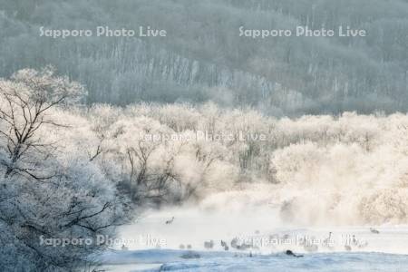 雪裡川とタンチョウ