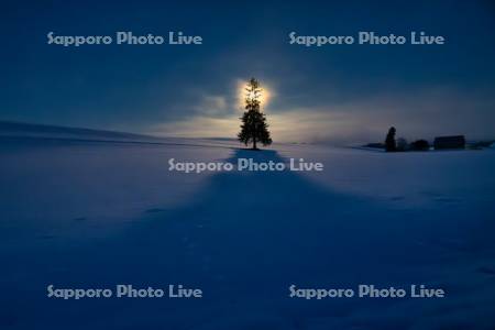 夜明けのクリスマスツリーの木