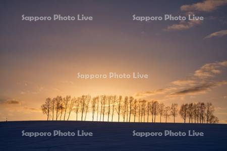 夕景のシラカバ並木