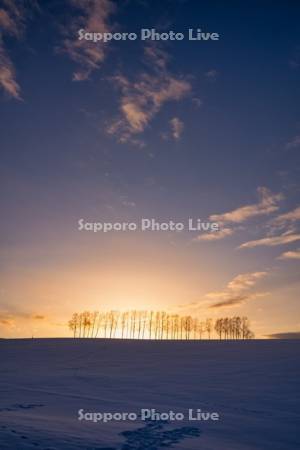 夕景のシラカバ並木