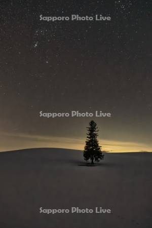クリスマスツリーの木と星空