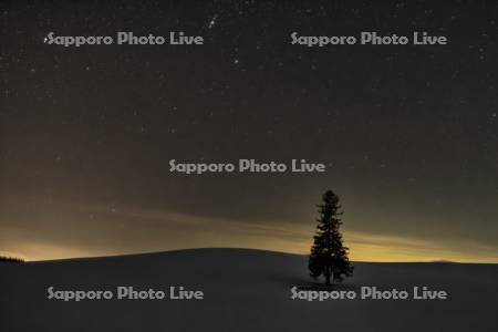 クリスマスツリーの木と星空