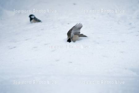 雪の中に顔を埋めるシジュウカラ