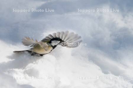 雪から飛び立つシジュウカラ