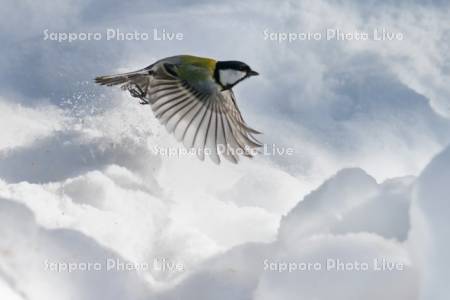 雪から飛び立つシジュウカラ