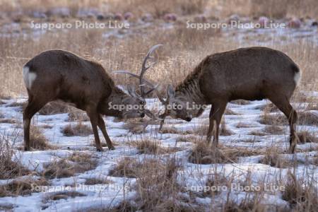 オスのエゾシカ