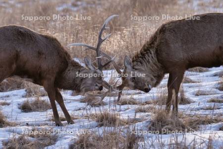 オスのエゾシカ