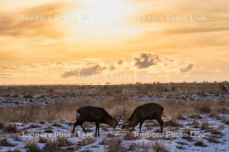 オスのエゾシカ