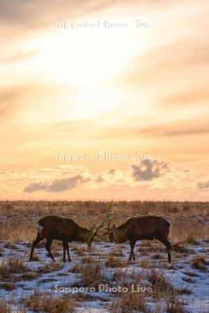 オスのエゾシカ