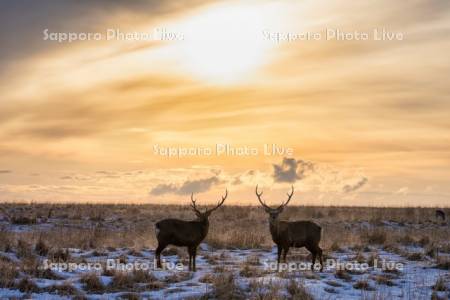 オスのエゾシカ
