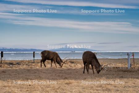 オスのエゾシカ