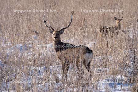 オスのエゾシカ