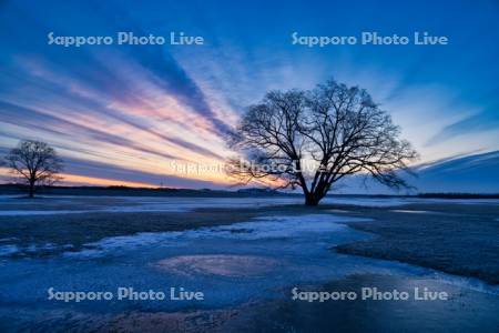 はるにれの木と朝焼け