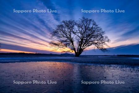 はるにれの木と朝焼け