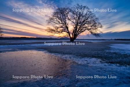 はるにれの木と朝焼け