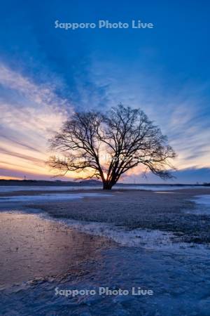 はるにれの木と朝焼け
