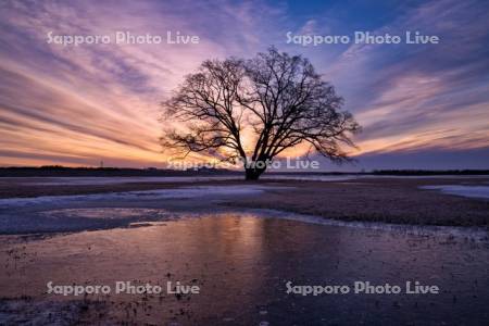 はるにれの木と朝焼け