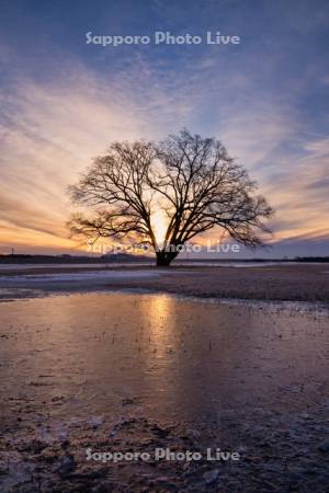 はるにれの木と朝焼け