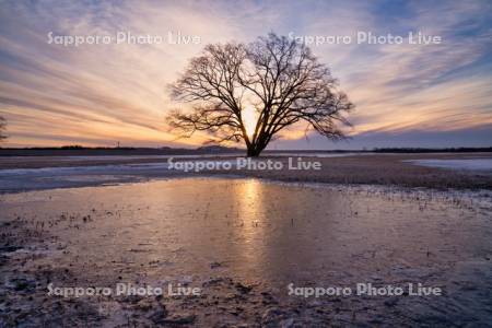 はるにれの木と朝焼け