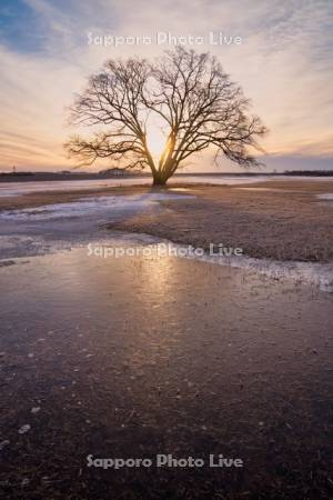 はるにれの木と日の出