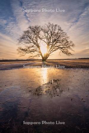 はるにれの木と日の出