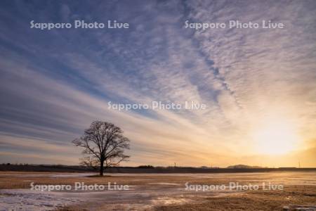 はるにれの木と日の出