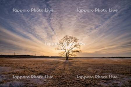 はるにれの木と日の出