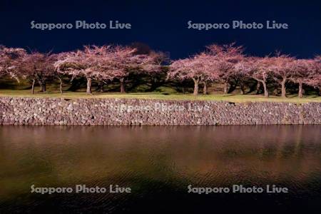 五稜郭公園の夜桜